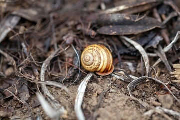 The gastropod species Hemicycla guamartemes