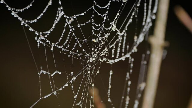 Dew-laden spider web swaying in the breeze