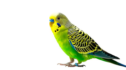 Fototapeta premium budgerigar (Melopsittacus undulatus) isolated on transparent background