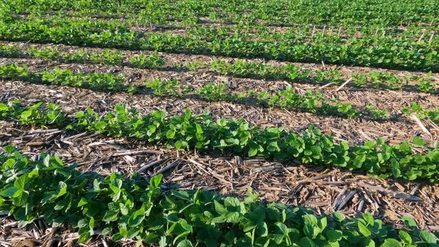 Young soybean plants in a no-till agricultural field. Captured in early June in the Midwest USA. Panning views of the full soybean field.