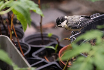 Parus major chick, little  passerine bird standing on the edge of a flowerpot