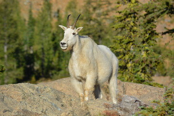 Young Mountain Goat Rocky Terrain