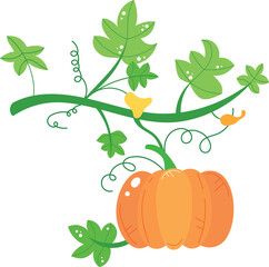 Cartoon orange pumpkin growing green vine large leaves, white background. Botanical illustration, agricultural, farm produce, autumn harvest concept. Stylized drawing educational material