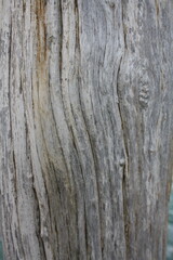 texture wood 