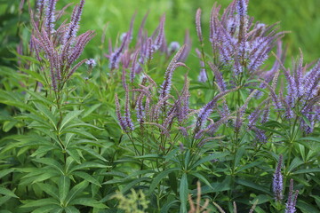 Veronica longifolia known as garden speedwell or longleaf speedwell.
