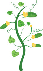 Cucumber plant growing isolated white background, yellow flowers, green leaves, curly tendrils, vector illustration. Healthy organic farm food, fresh vegetable, climbing vine illustration. Gardening
