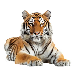 Tiger on transparent or white background