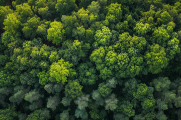 Aerial view of a dense forest canopy with vibrant green leaves