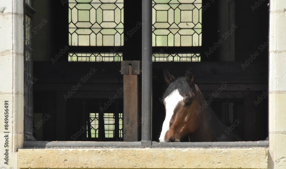 Wall mural horse in window