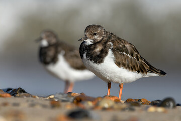 Turnstone, Ruddy Turnstone., Arenaria interpres, non breeding plumage birds on the shoreline