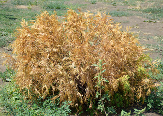 dried thuja bush on the lawn in a city park. lack of water in hot summers. dead plant. caring for nature and greening the planet