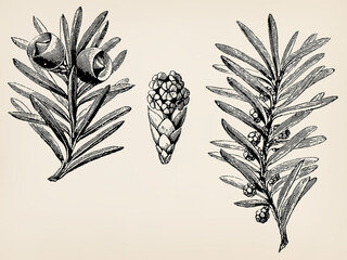 The evergreen tree - Taxus baccata. Twigs, buds, leaves, flowers and fruits. Antique stylized illustration.