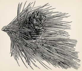 The evergreen tree - Pinus cembra. Twigs, buds, needles, flowers and fruits. Antique stylized illustration.