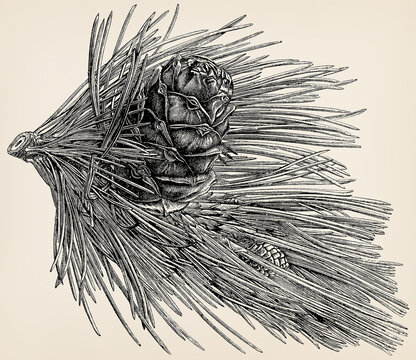 The evergreen tree - Pinus cembra. Twigs, buds, needles, flowers and fruits. Antique stylized illustration.