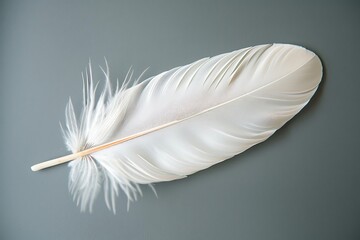 Obraz premium The soft, subtle texture of a feather on a solid background