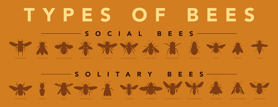 Bee species silhouettes. Informative poster showing bee different types. Wall display with science and education concept.