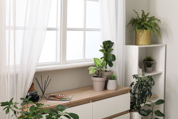 Interior of stylish room with houseplants, window, shelving unit and chest of drawers