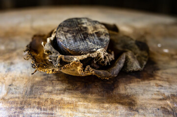 Aging process of cognac spirit in old dark French oak barrels in cellar in distillery house, Cognac white wine region, Charente, Segonzac, Grand Champagne, France