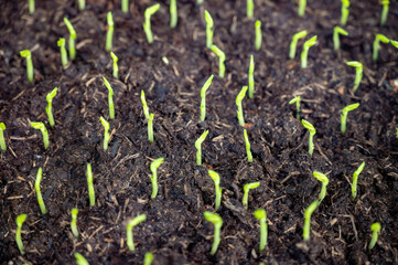 Young sprouts of new legumes and vegetables varieties in seed bank, seedlings for spring sowing in fields