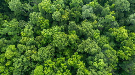 Lush Tree crowns, top view, aerial view. Dense green forest. Drone photo. Сonservation easement agreement protecting a privately owned forest from development and ensuring its perpetual conservation