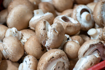 Harvest of fresh brown champignons mushrooms on organic farm in Netherlands, food industry in Europe, plastic boxes with champignons ready to sale