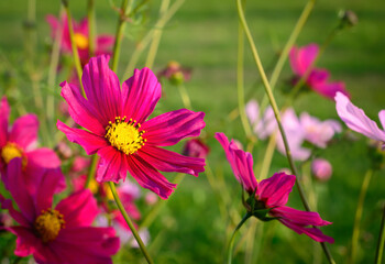 Obraz premium Cosmos Carmine flower with open petals on blurred background