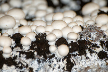 Growing of white champignons mushrooms, mycelium grow from compost into casing on organic farm in...
