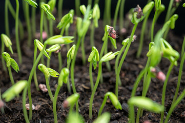 Young sprouts of new legumes and vegetables varieties in seed bank, seedlings for spring sowing in fields