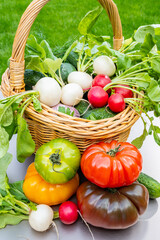 Bio gardening, organic harvest of fresh vegetables, tomatoes, cucumbers, white and red radish roots vegetables in wicked basket and green grass on background