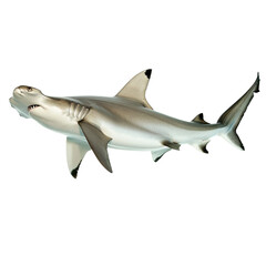 Obraz premium A hammerhead shark on transparent or white background
