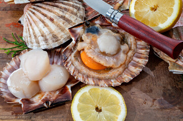 Atlantic bay scallops coquille St. James sea shells, catch of the day in Normandy or Brittany,...