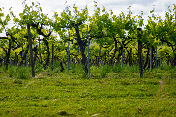 Summer on vineyards of Cognac white wine region, Charente, white ugni blanc grape uses for Cognac...