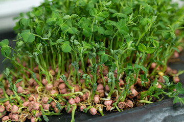 Young sprouts of new legumes and vegetables varieties in seed bank, seedlings for spring sowing in fields