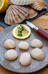 Atlantic bay scallops coquille St. James sea shells, catch of the day in Normandy or Brittany, France is shells and cleaned