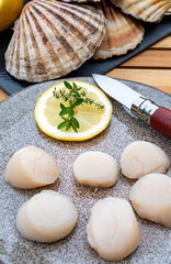 Atlantic bay scallops coquille St. James sea shells, catch of the day in Normandy or Brittany, France is shells and cleaned