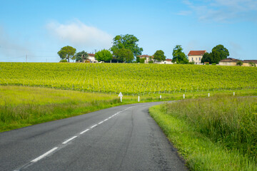 Summer on vineyards of Cognac white wine region, Charente, white ugni blanc grape uses for Cognac...