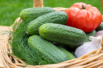 Fresh green small cucumbers, garlic, tomato, dill in wicker basket on red background