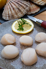 Atlantic bay scallops coquille St. James sea shells, catch of the day in Normandy or Brittany, France is shells and cleaned