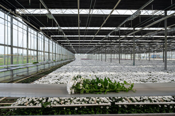 White Chrysanthemum flowers growth in huge Dutch greenhouse, flowers for shops and auctions world wide delivery, package belt