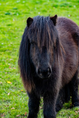 Fototapeta premium Rural Dutch landscape with green pasture, horses and farms in Gelderland