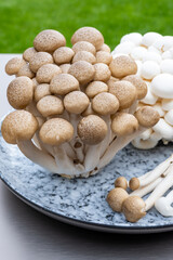White and brown shimeji edible mushrooms native to East Asia, buna-shimeji is widely cultivated and rich umami tasting compounds