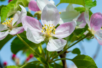 Spring pink blossom of apple trees in orchard, fruit region Haspengouw in Belgium, close up