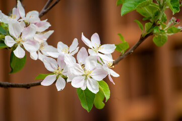 Spring pink blossom of apple trees in orchard, fruit region Haspengouw in Belgium, close up