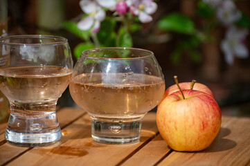 Brut apple cider from Betuwe, Gelderland, in glasses and blossom of apple tree in garden on background on sunny day, apple cider production in Netherlands