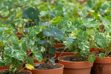Young plants of tropaeolum garden nasturtium in greenhouse, cultivation of eatable plants and flowers, decoration for exclusive dishes in premium gourmet restaurants
