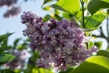 Light purple blossom of lilac Syrínga flowering plant