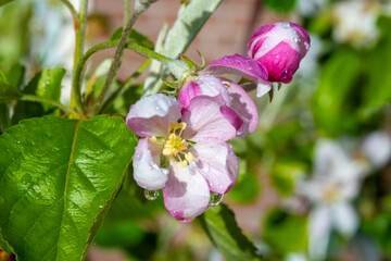 Fruit orchard in spring, pink blossom of apple fruit trees close up