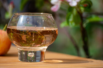 Brut apple cider from Betuwe, Gelderland, in glass and blossom of apple tree in garden on background on sunny day, apple cider production in Netherlands