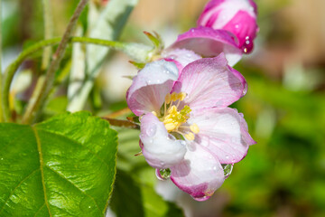 Obraz premium Fruit orchard in spring, pink blossom of apple fruit trees close up