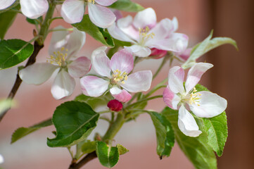 Obraz premium Spring pink blossom of apple trees in orchard, fruit region Haspengouw in Belgium, close up